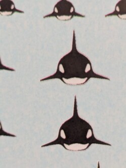 Custom black and white Orca decals